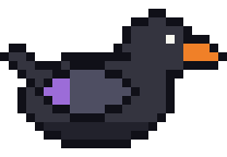 and black duck